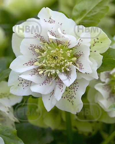 Orientalis Double Ellen Pink Spotted