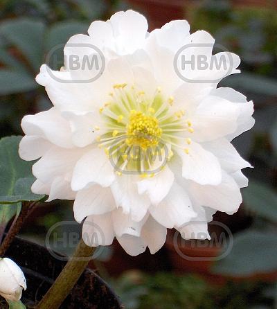 Orientalis Double Ellen White