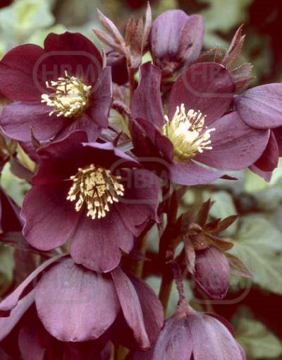 Orientalis Ballard Hybrida