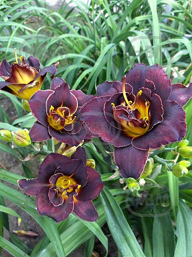 Double Black