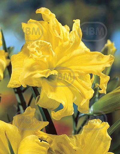 Double Yellow