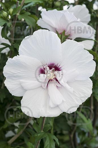 China Chiffon