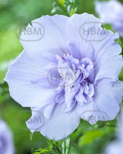 Syriacus Blue Chiffon