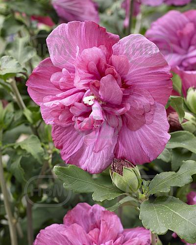 Syriacus Magenta Chiffon