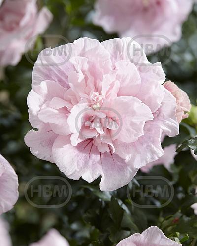 Syriacus Pink Chiffon