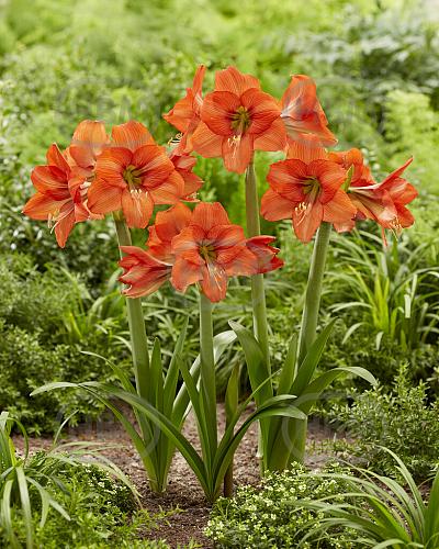 Diamond Orange Queen