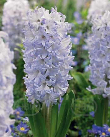 Orientalis  Blue Eyes