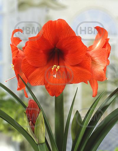 Galaxy Orange Souvereign