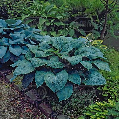 Siebeldiana  True Blue
