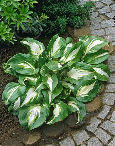 Undulata Mediovariegata