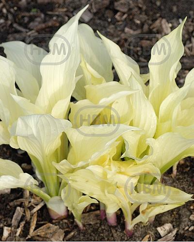White Feather