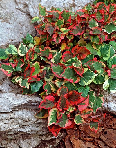 Cordata Chameleon