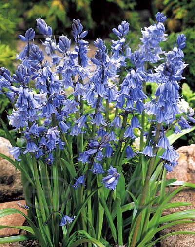 Hispanica Blue