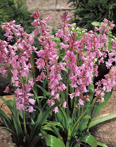 Hispanica Pink