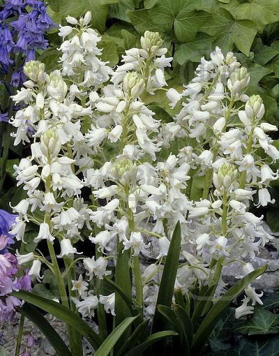 Hispanica White