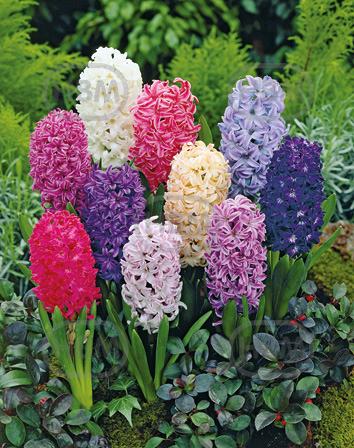 Orientalis Mix