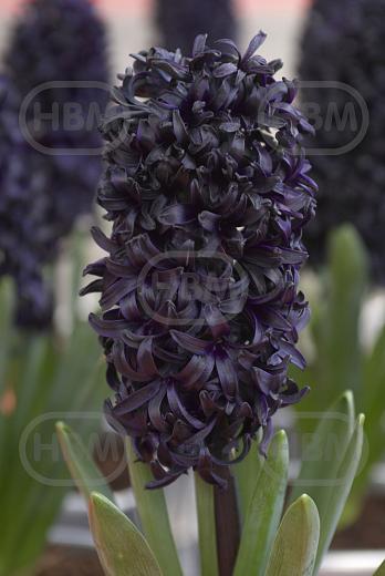 Orientalis Blue Saphire