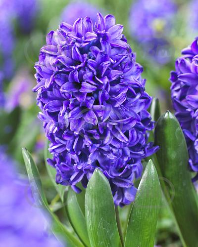 Orientalis Blue Trophy