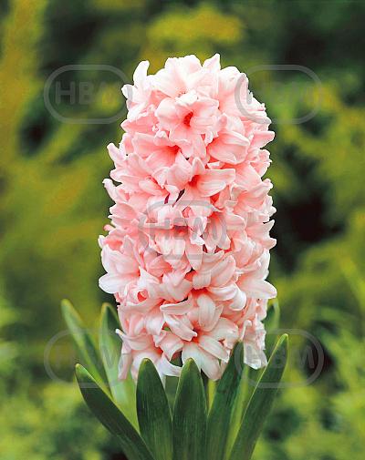 Orientalis China Pink