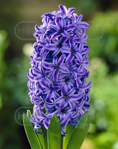 Orientalis Blue Jacket