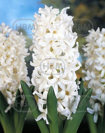 Orientalis Carnegie