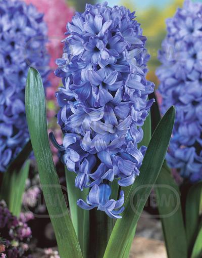 Orientalis Delft Blue