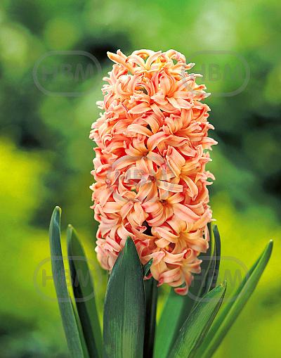 Orientalis Gipsy Queen