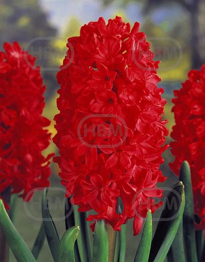 Orientalis Jan Bos