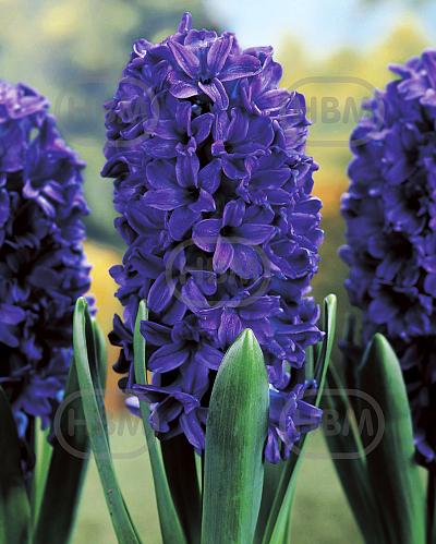 Orientalis Marie