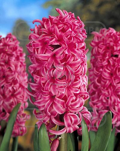 Orientalis Pink Pearl