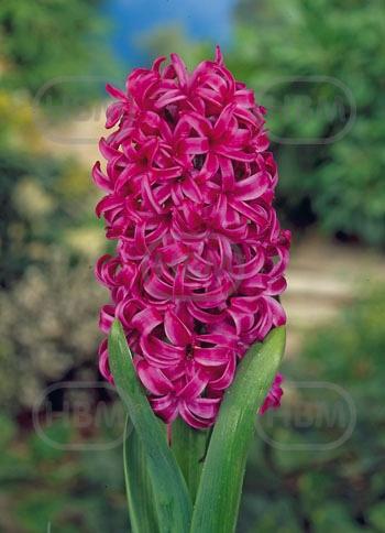 Orientalis Violet Pearl