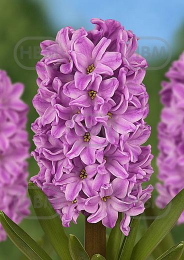 Orientalis Broadway