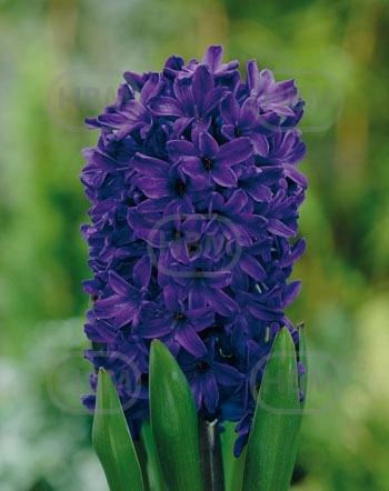 Orientalis Peter Stuyvesant