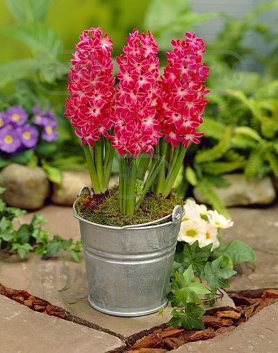 Orientalis Red Magic