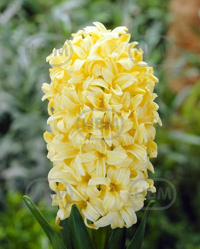 Orientalis Gipsy Princess
