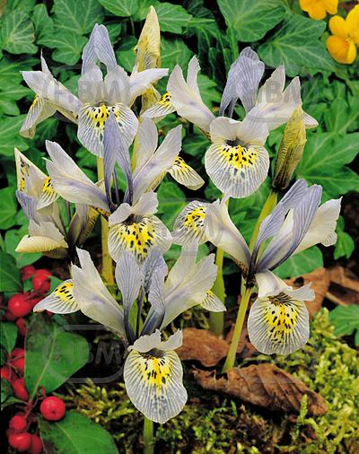 Reticulata Katharine Hodgkin