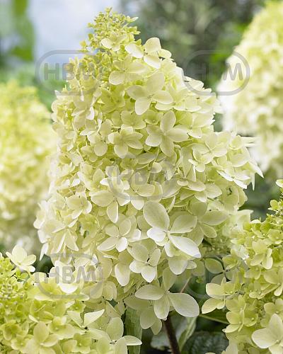 Paniculata Phantom