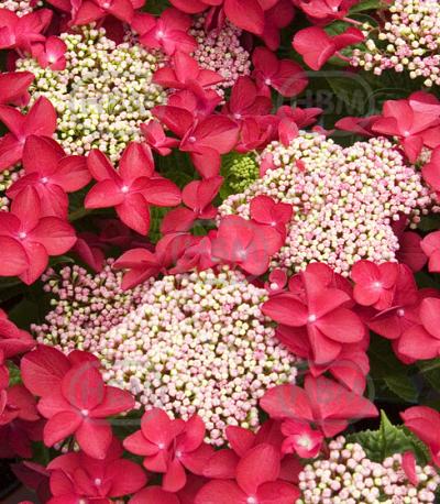 Teller Red