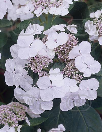 Teller White