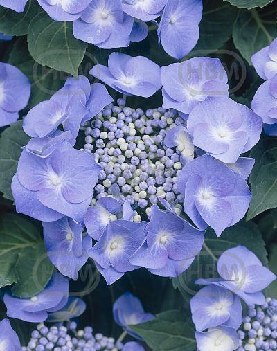 Teller Blue