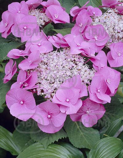 Teller Pink