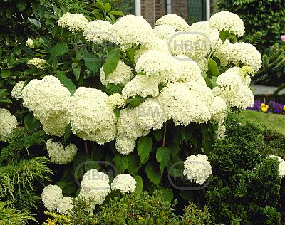 arborescens Annabelle