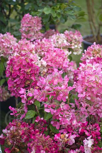 Paniculata Diamand Rouge