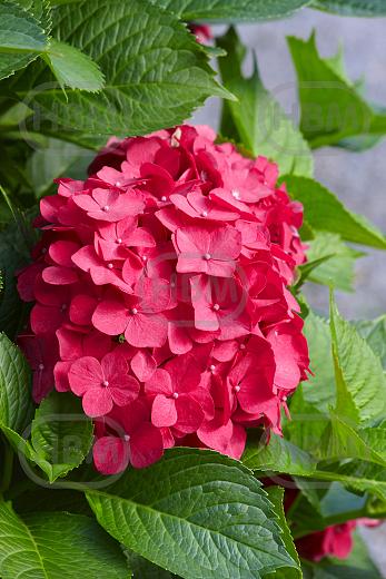 Macrophylla Red