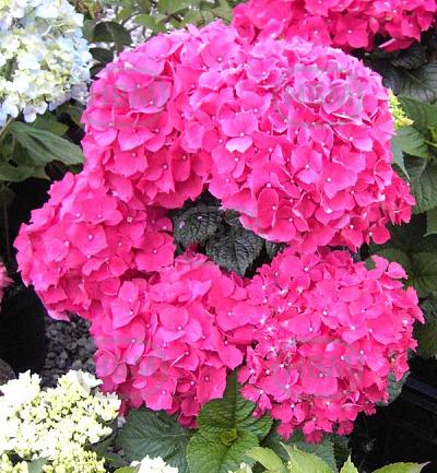 Macrophylla Pink