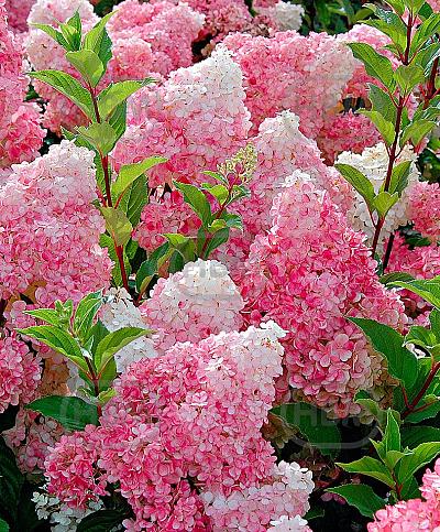 Vanille Fraise