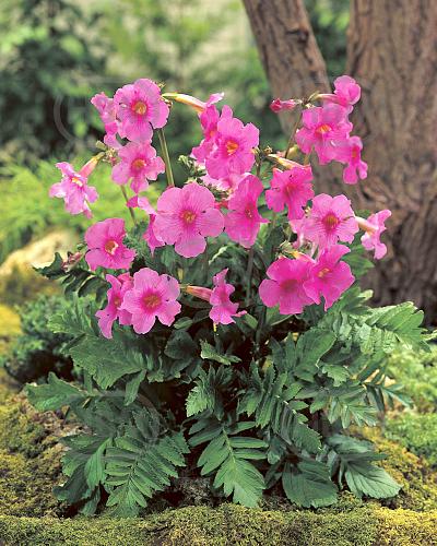Incarvillea Delavayi