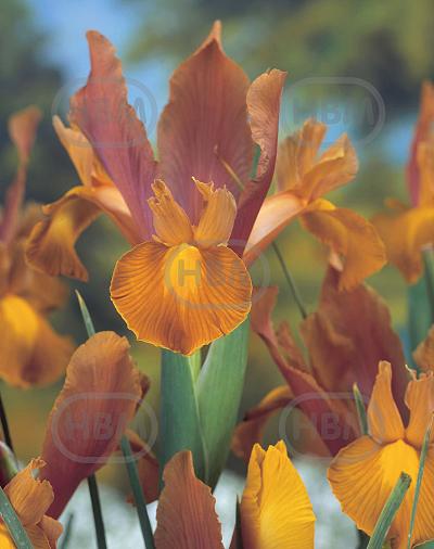 Hollandica Bronze Beauty