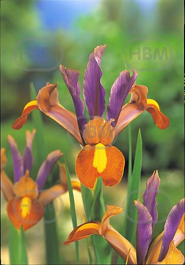 Hollandica Bronze/Purple