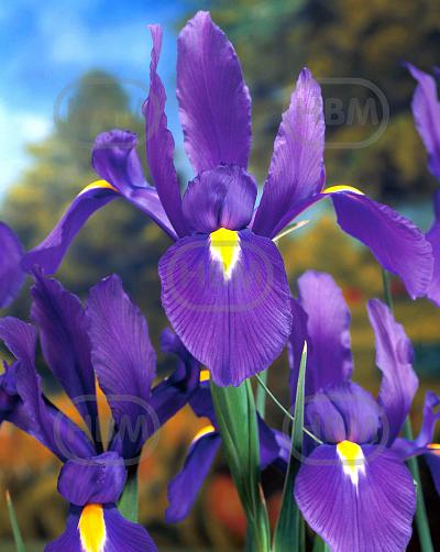 Hollandica Purple Sensation